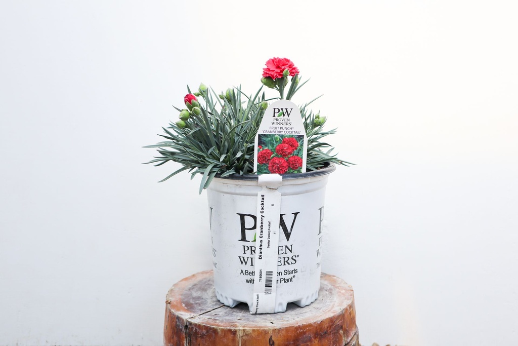 Dianthus Fruit Punch Cranberry Cocktail  IMG_5260.jpg