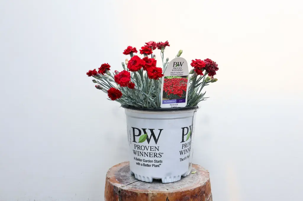 Dianthus Fruit Punch Maraschino  IMG_5254.webp