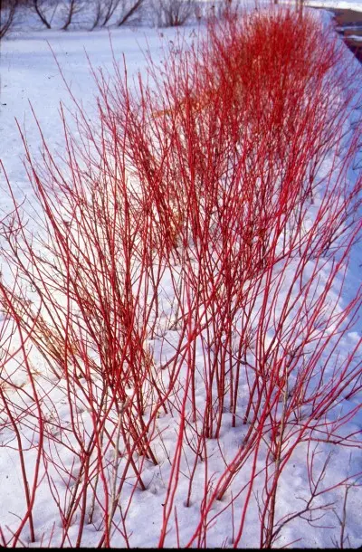 ArcticFireDogwood3.webp