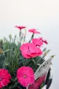 Dianthus Paint the Town Magenta IMG_5252.webp