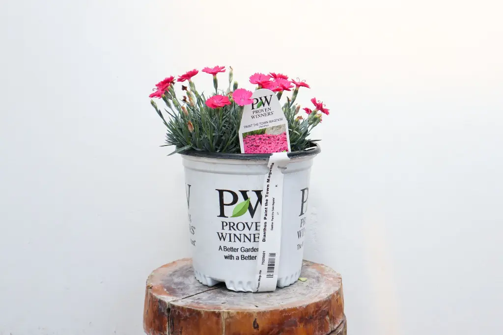 Dianthus Paint the Town Magenta IMG_5246.webp