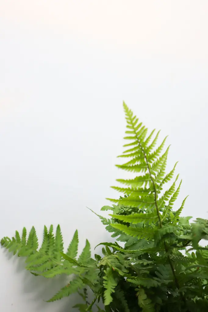 Fern Robust Male IMG_5145.webp
