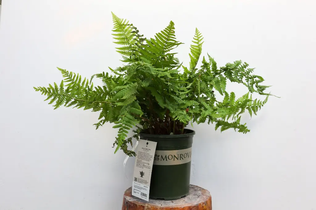 Fern Robust Male IMG_5143.webp