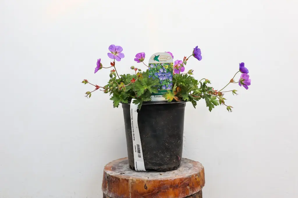 Grimm's Gardens Hardy Geranium Rozanne