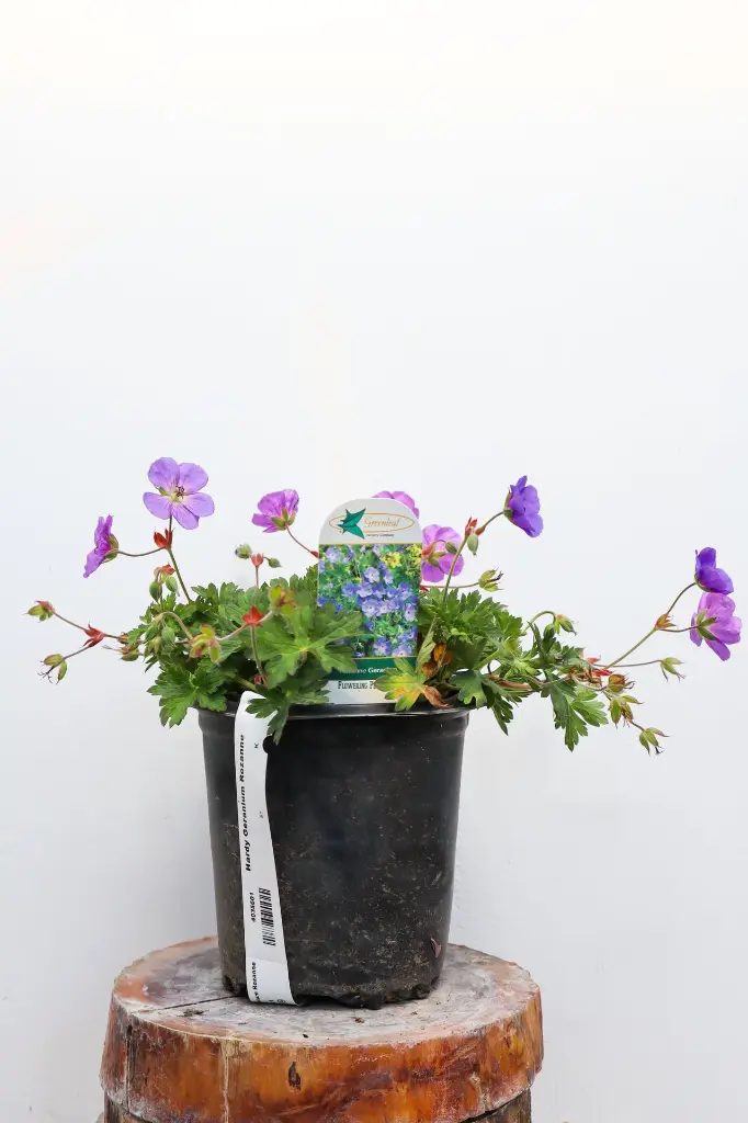 Grimm's Gardens Hardy Geranium Rozanne - Thumbnail 4