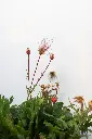 Geum Prairie Smoke IMG_5175.webp