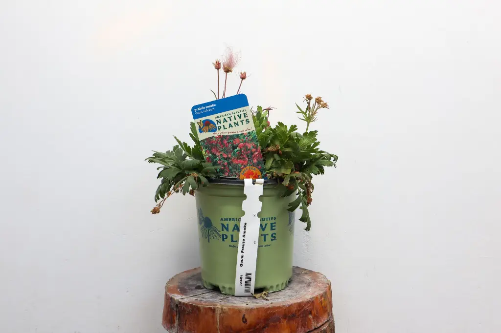 Geum Prairie Smoke IMG_5171.webp