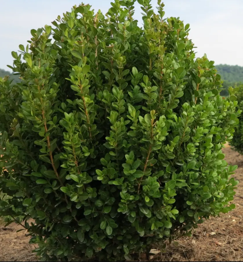 Boxwood Freedom