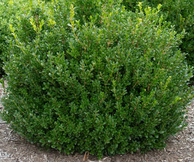 Boxwood Little Missy