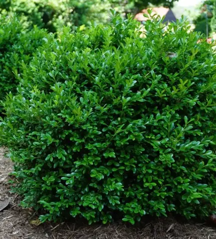 Boxwood Independence