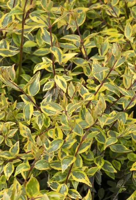 Abelia Sunshine Daydream