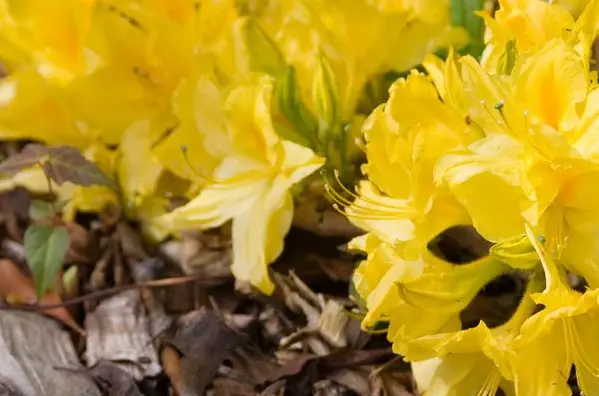 Azalea Lemon Lights