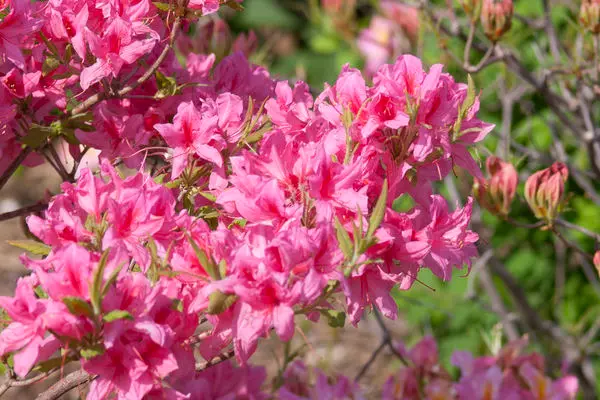 Azalea Rosy Lights