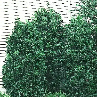 Buckthorn Columnar