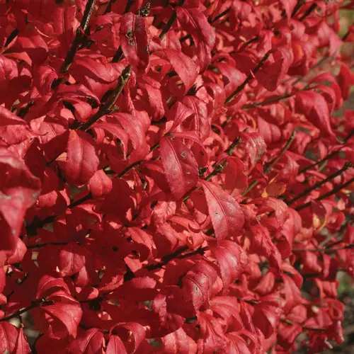 Burning Bush Fire Ball