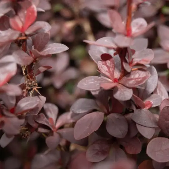 Barberry Concorde