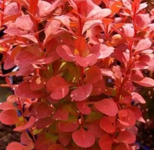 Barberry Orange Rocket
