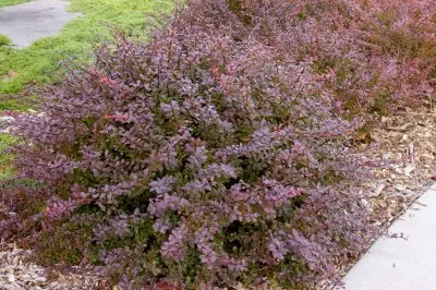 Barberry Crimson Pygmy