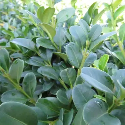 Boxwood Shadow Sentry