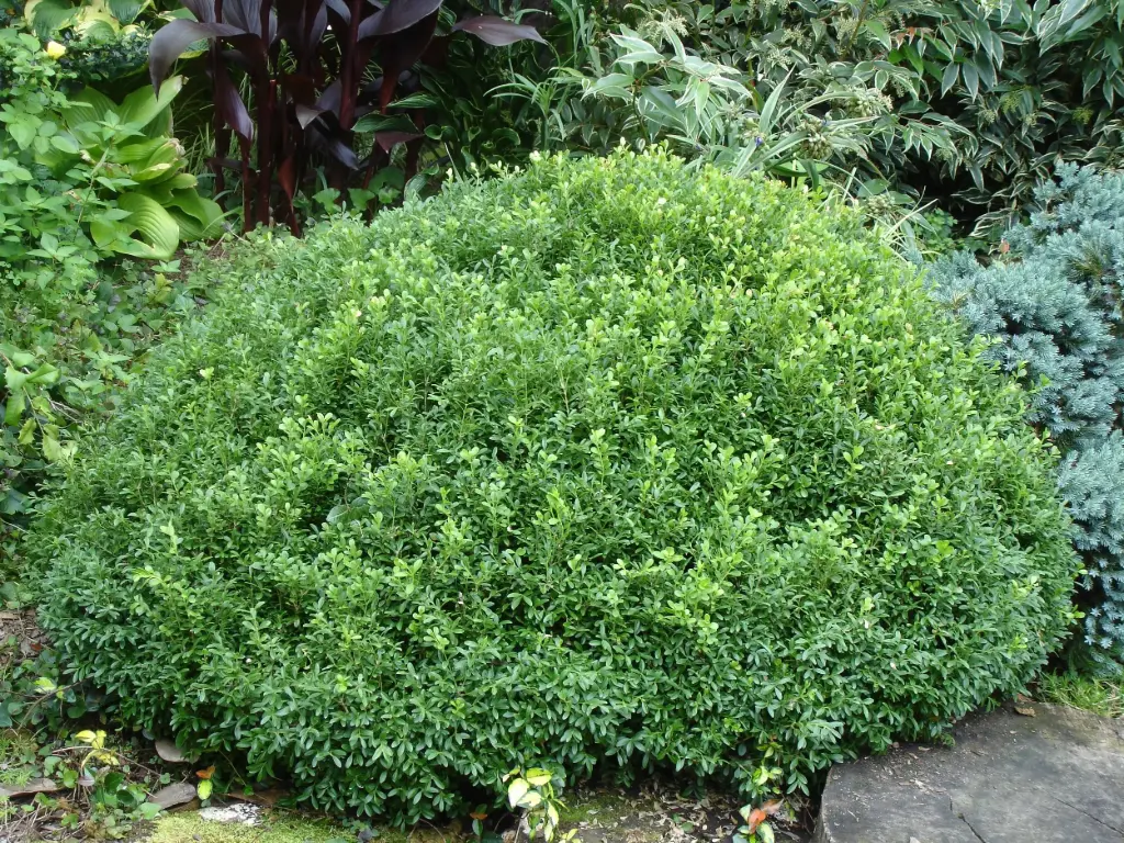Boxwood Liberty Belle