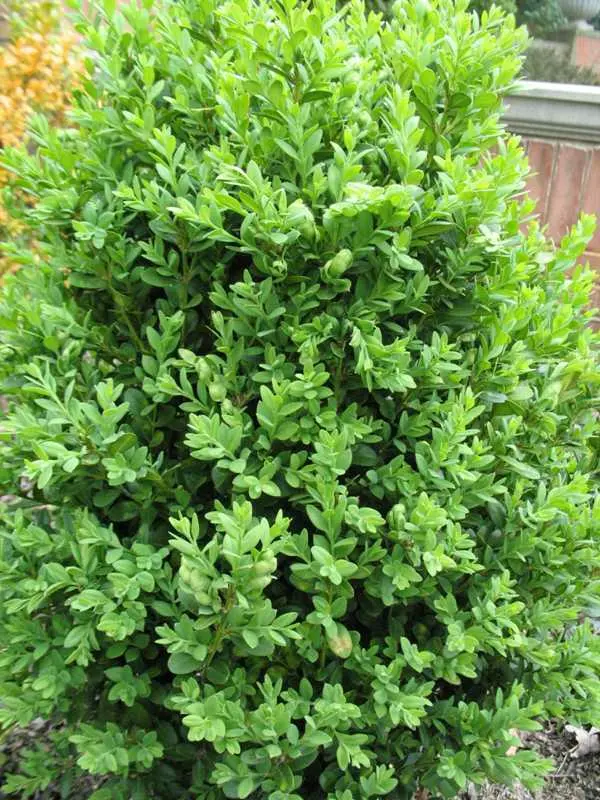 Boxwood Green Mountain