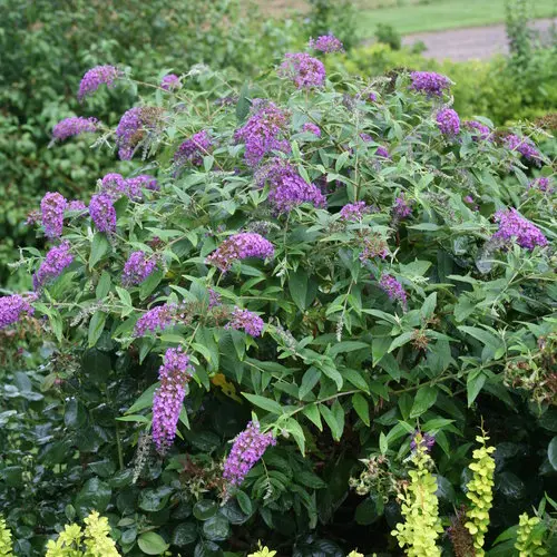 Butterfly Bush Purple Haze