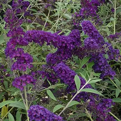 Butterfly Bush Black Knight