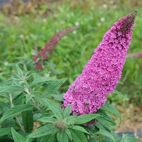 Butterfly Bush Pugster Pinker