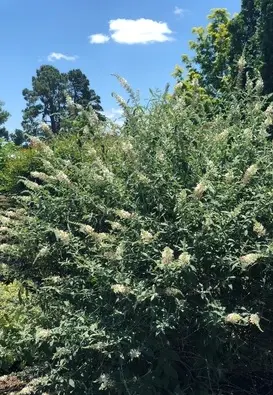 Butterfly Bush Vanilla Treat