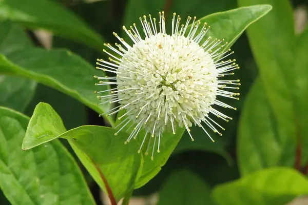 Buttonbush Fiber Optics
