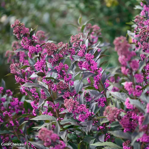 Beautyberry Pearl Glam
