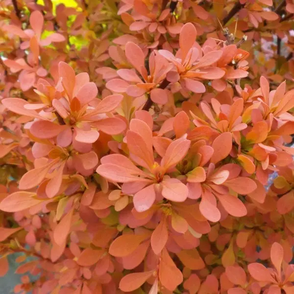 Barberry Cinnamon Sunjoy