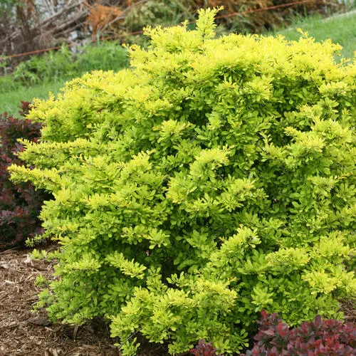 Barberry Citrus Sunjoy