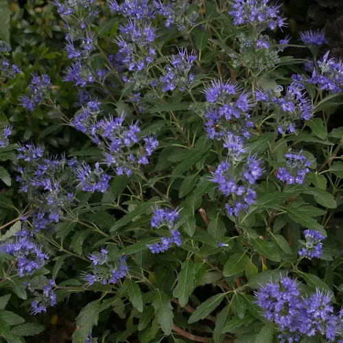 Caryopteris Beyond Midnight