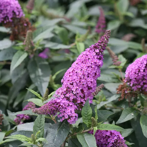 Butterfly Bush Pugster Periwinkle