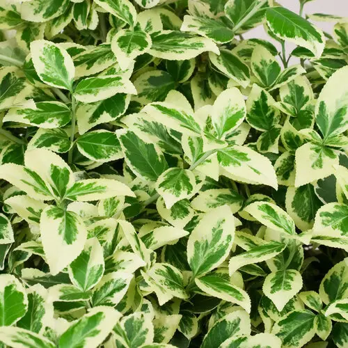 Wintercreeper White Album