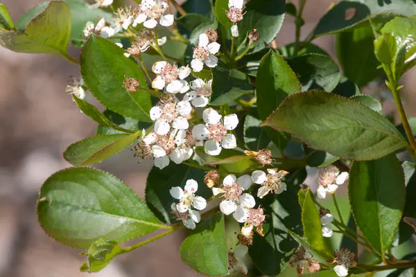 Chokeberry Viking