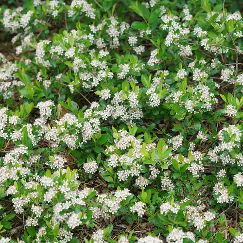 Chokeberry Ground Hug