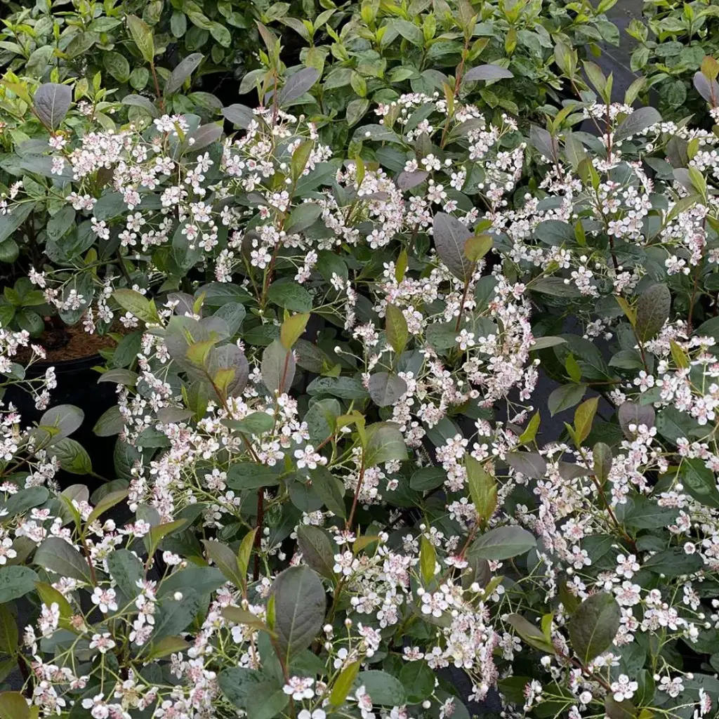 Chokeberry Low Scape Snowfire