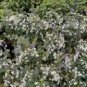 Chokeberry Low Scape Snowfire
