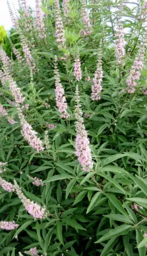 Chastetree Galactic Pink