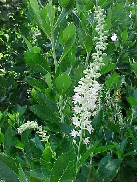 Clethra Hummingbird