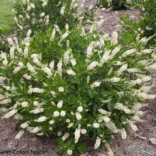 Clethra Vanilla Spice