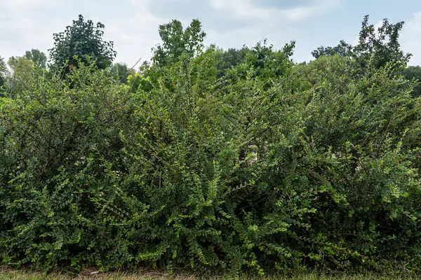 Cotoneaster Autumn Inferno