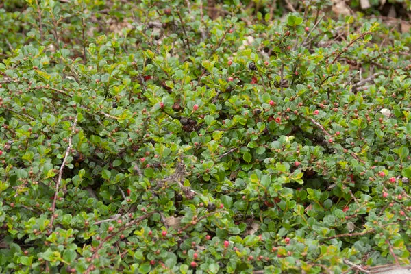 Cotoneaster Cranberry