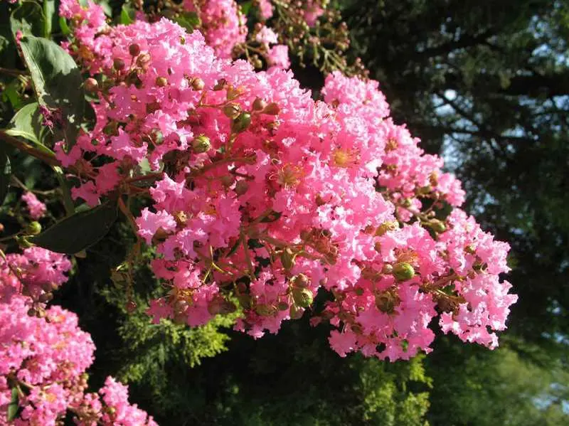 Crape Myrtle Hopi
