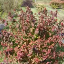 Diervilla Kodiak Black