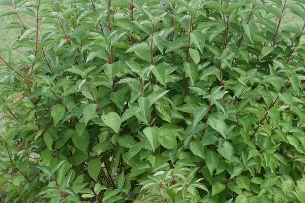 Dogwood Arctic Fire Red