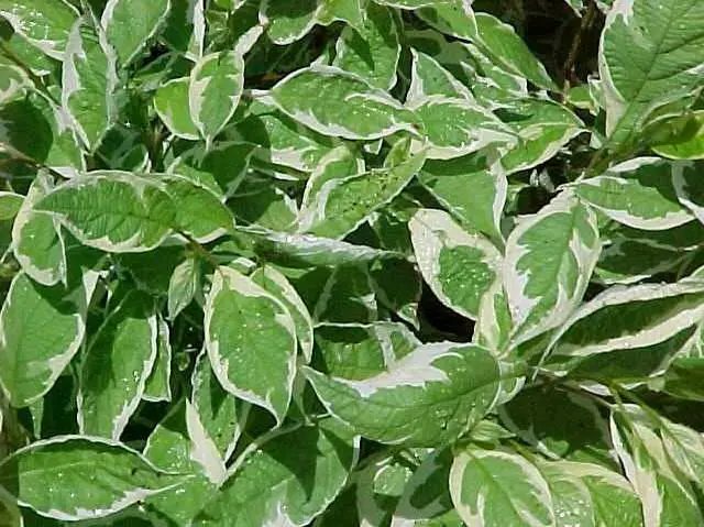 Dogwood Ivory Halo