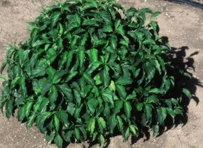 Dogwood Kelsey Dwarf